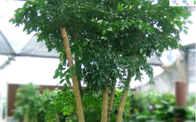宁波风水大师揭秘办公室植物风水讲究-