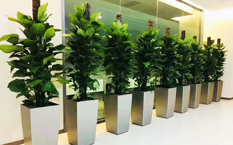 海盐合肥办公室绿萝风水(办公室绿萝摆放风水有讲究)- 海盐合肥办公室绿萝风水(办公室绿萝摆放风水有讲究)-
